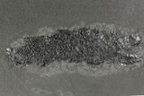 Devonian Lobe-Finned Fish (Osteolepis) Pos/Neg - Scotland #177077-1